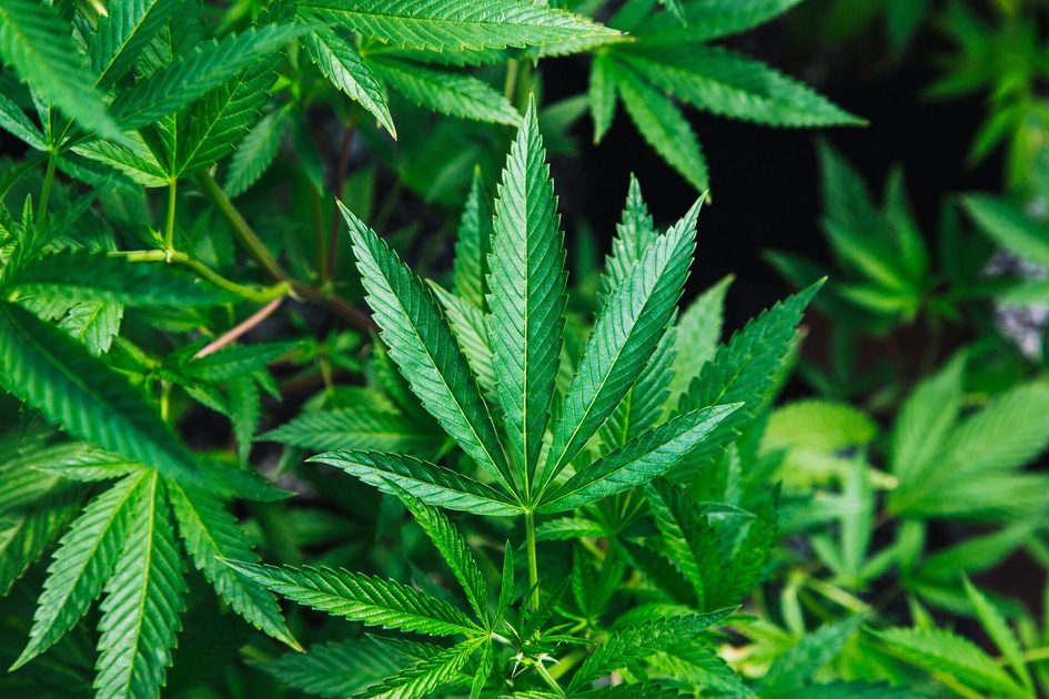 Cannabispflanze