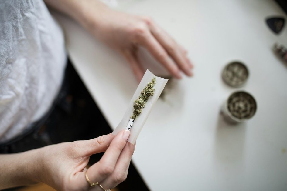getrocknete Cannabisblüten, die zu einem Joint verbaut werden