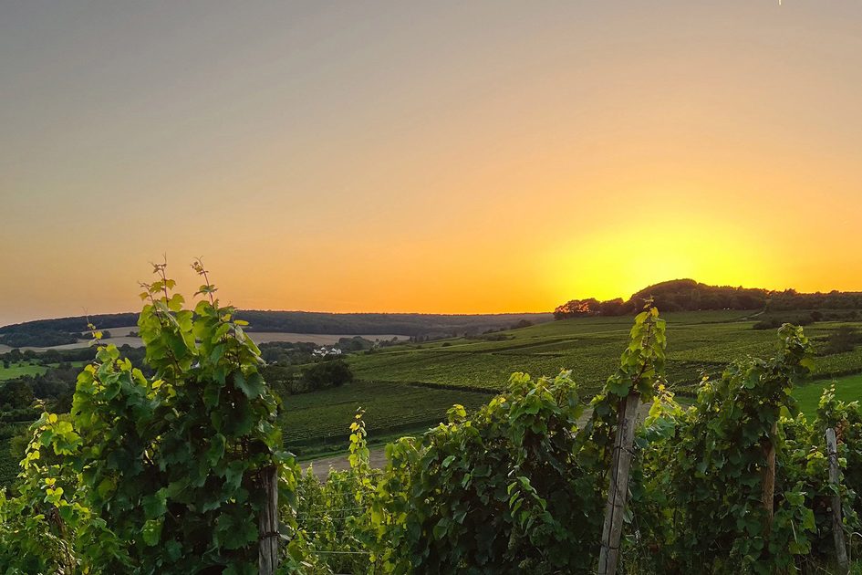 Coucher de soleil devant des vignobles.