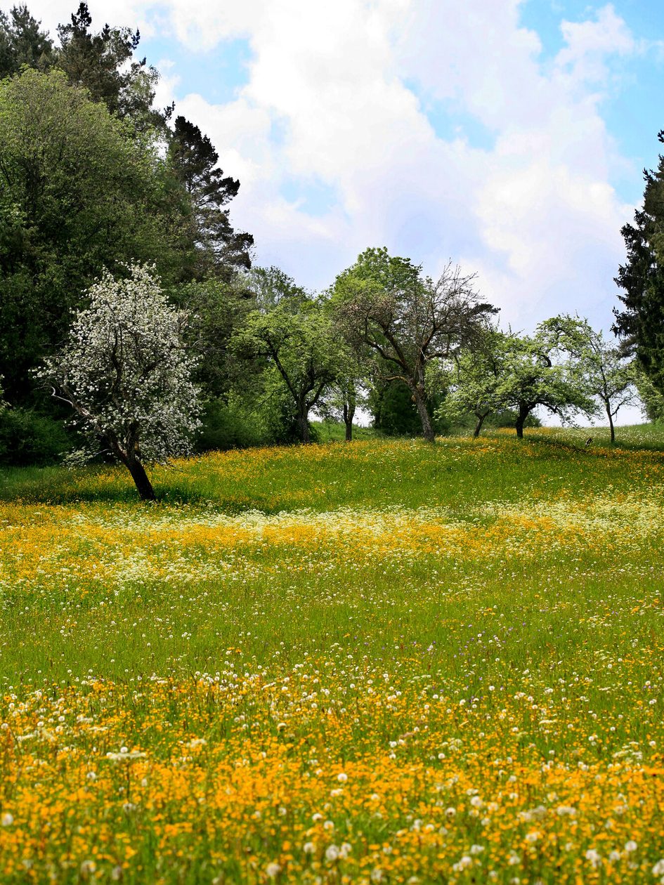 Blick auf eine Baumreihe auf einer hügelige Wiese mit vielen gelben Blüten, im Hintergrund weiße Wolken und blauer Himmel.