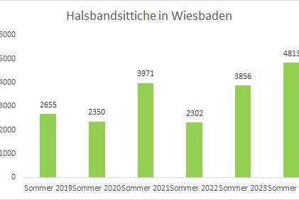 Balkendiagramm zeigt die Entwicklung der Halsbandsittiche in Wiesbaden von Sommer 2019 bis Sommer 2024, mit einer steigenden Anzahl von Individuen über die Jahre.