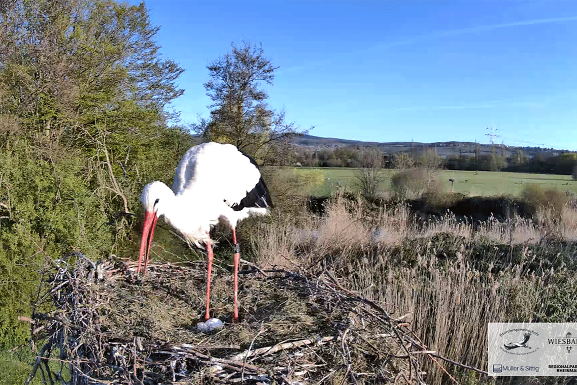 Ein Storch mit Eiern in seinem Nest.