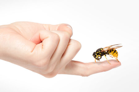 Eine ausgestreckte weiße Hand von der Seite mit ausgestreckten Zeigefinger auf dem eine Wespe sitzt.