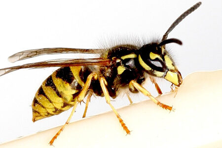 Wespe von der Seite, der Hintergrund ist weiß.
