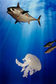 Movement in nature: Common jellyfish, aurelia aurita. Bonito tuna, katsuwonus pelamis. Two cod in the background