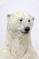 Colours of nature: Polar bear, ursus maritimus 