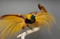 Colours of nature: Raggi birds of paradise, paradisaea raggiana 