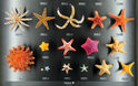 Shapes of nature: Starfish 