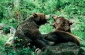 Bären Kuno und Ronja