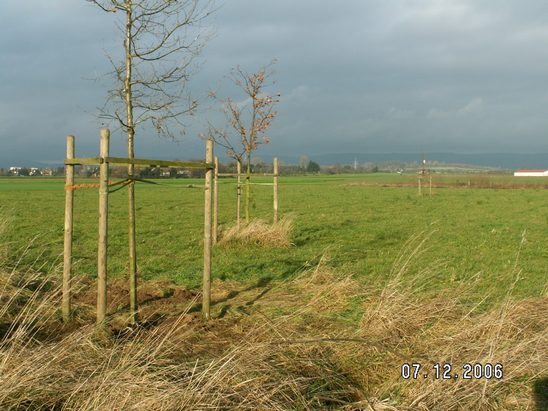 Eichenpflanzung Dezember 2006