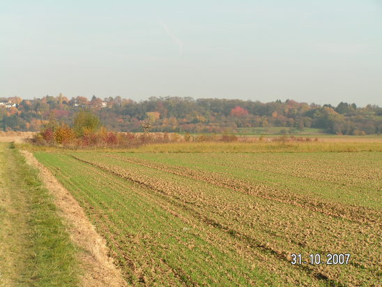 Feldgehölz von West Oktober 2007