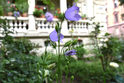 25. Bild: Eingereichtes Foto beim Wettbewerb "Blühende Vorgärten"