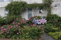30. Bild: Eingereichtes Foto beim Wettbewerb "Blühende Vorgärten"