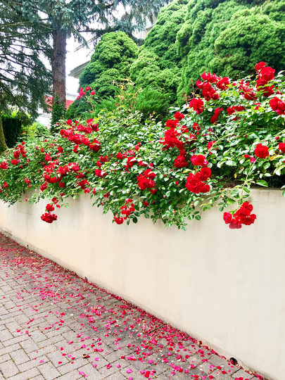 37. Bild: Eingereichtes Foto beim Wettbewerb "Blühende Vorgärten"