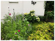 38. Bild: Eingereichtes Foto beim Wettbewerb "Blühende Vorgärten"
