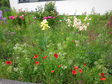 47. Bild: Eingereichtes Foto beim Wettbewerb "Blühende Vorgärten"