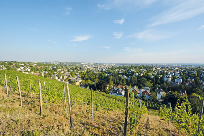 Blick vom Neroberg hinunter ins Tal, mit Weinreben im Vordergrund.