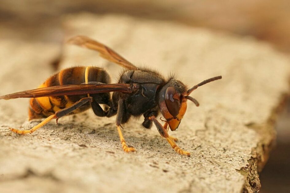 Nahaufnahme einer asiatischen Hornisse die auf einem hellbraunen Untergrund sitzt