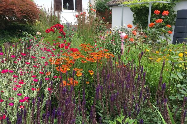 Bunter Garten mit verschiedenen blühenden Blumen vor einem weißen Haus mit Fenster und braunen Fensterläden.