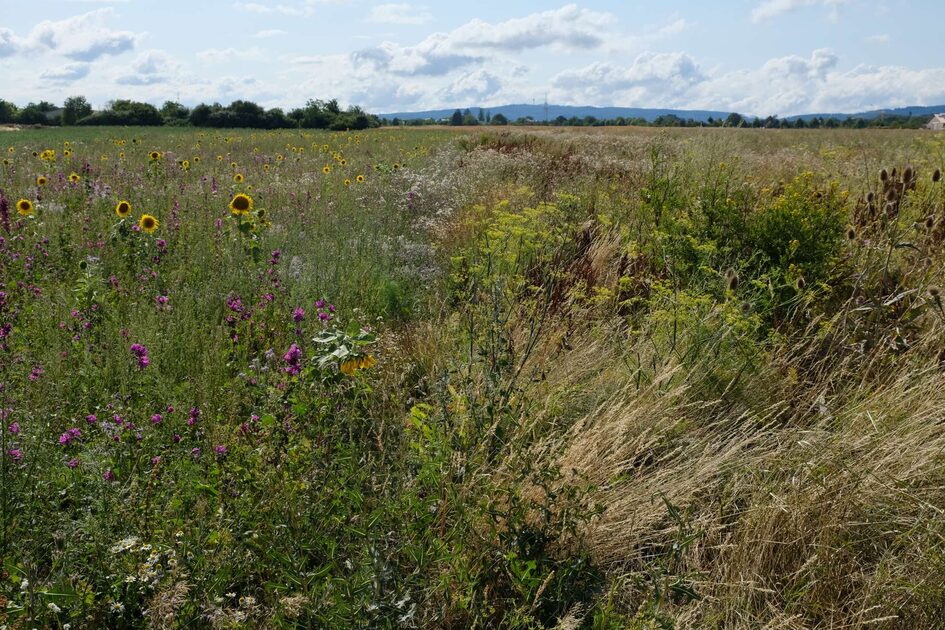 Blühende Pflanzen am Feldrand, im Hintergrund Baumreihen, Hügel, Häuser und Wolken.