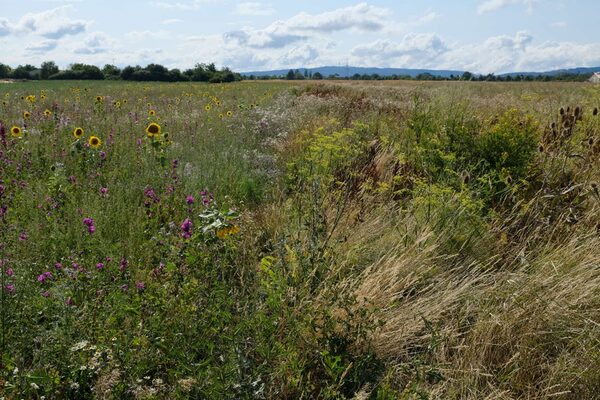 Blühende Pflanzen am Feldrand, im Hintergrund Baumreihen, Hügel, Häuser und Wolken.