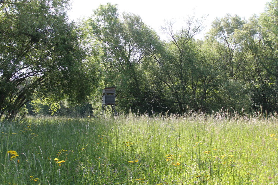 Pradera con flores amarillas y hierba alta delante de un escondite elevado, rodeado de árboles.