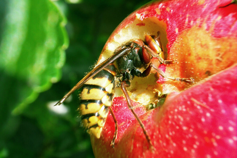 Wespe frisst an einem Apfel