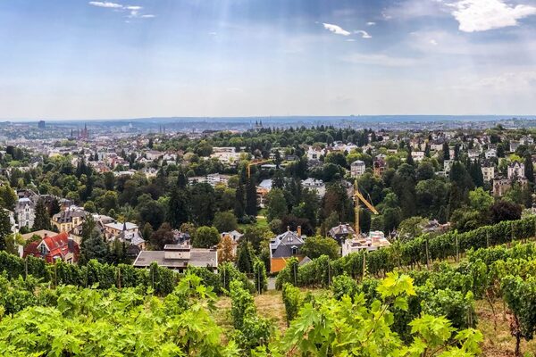 Panoramiczny widok na Wiesbaden z zielonymi winnicami na pierwszym planie i miastem z budynkami i drzewami w tle pod błękitnym niebem.