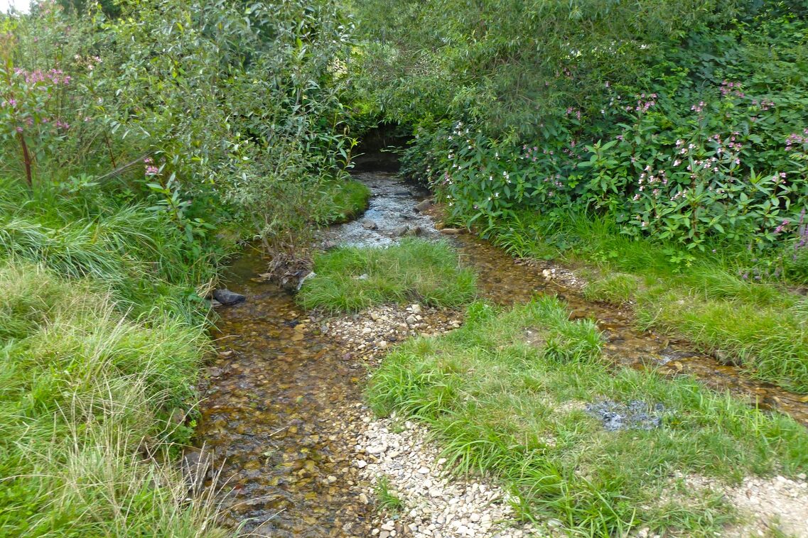Майже природне русло струмка з камінням і невеликими трав'янистими острівцями, пишна зелена рослинність поруч.