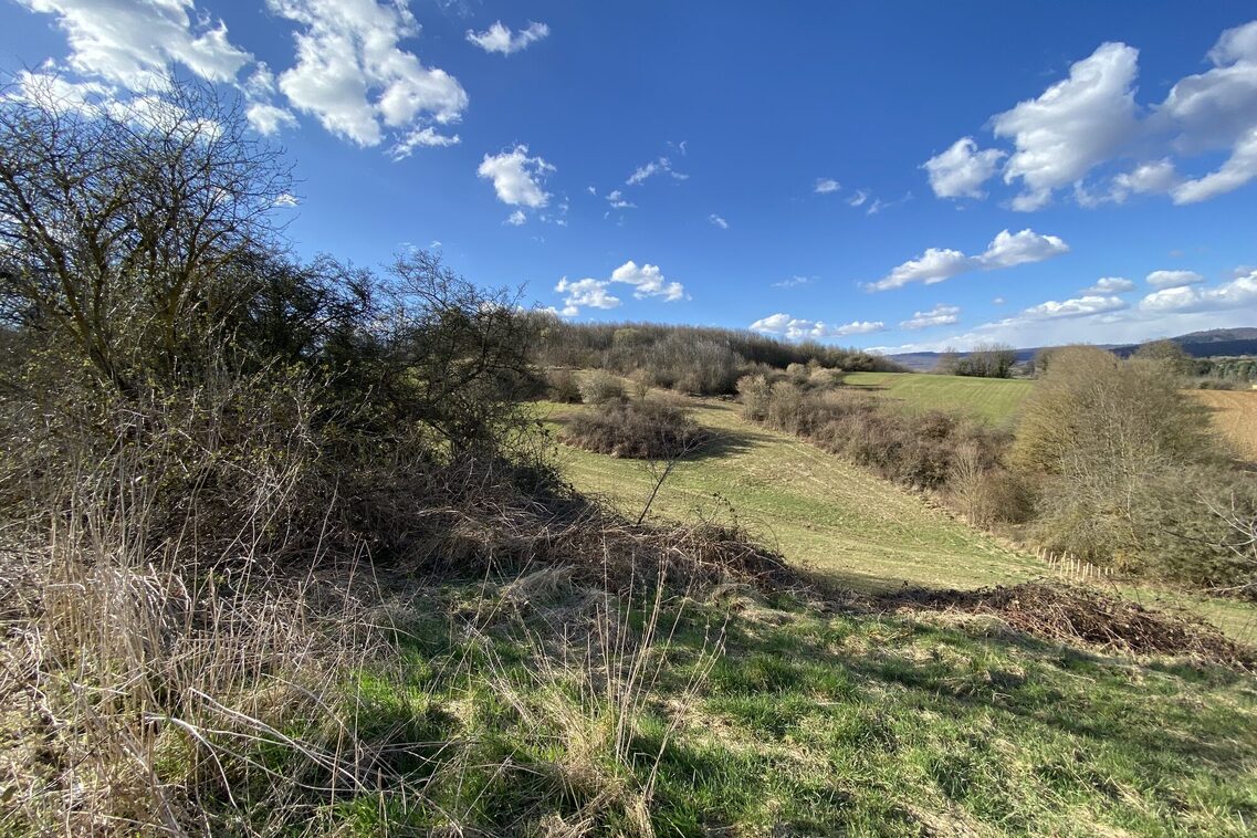 Weite Landschaft mit grünen Wiesen, vereinzelten Bäumen und einem strahlend blauen Himmel mit weißen Wolken.