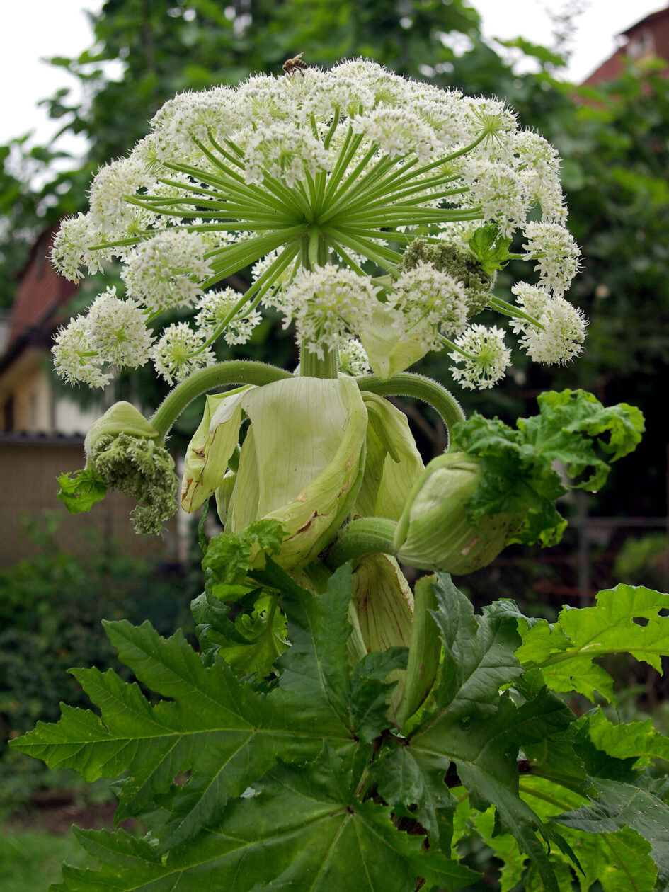 Κοντινό πλάνο του λευκού άνθους της ομπρέλας του πολυετούς φυτού Hercules.