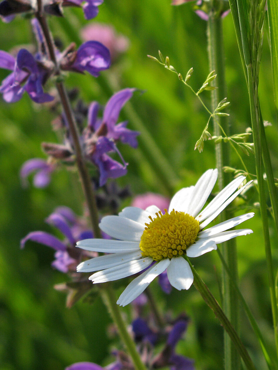 Близък план на две растения на поляна, на преден план цъфтящо растение с лилави цветове и растение с жълто стълбче и бели венчелистчета.