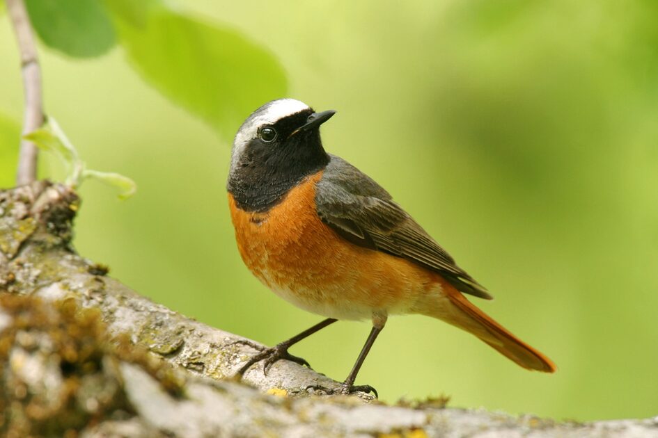 Малка птица с оранжево коремче, сив гръб и бяла глава на клон.