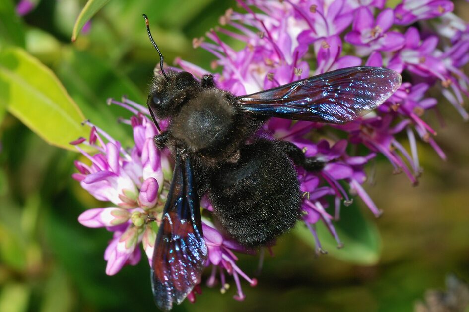 Mor çiçekli bitkinin üzerinde oturan mavimsi kanatlı siyah arı.