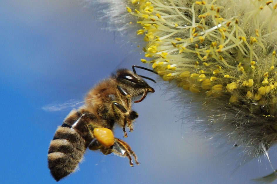 Eine Wildbiene im Anflug zu einer Blüte, sie ist seitlich zu sehen. Die Blüte ist weiß und gelb, im Hintergrund ist blauer Himmel.