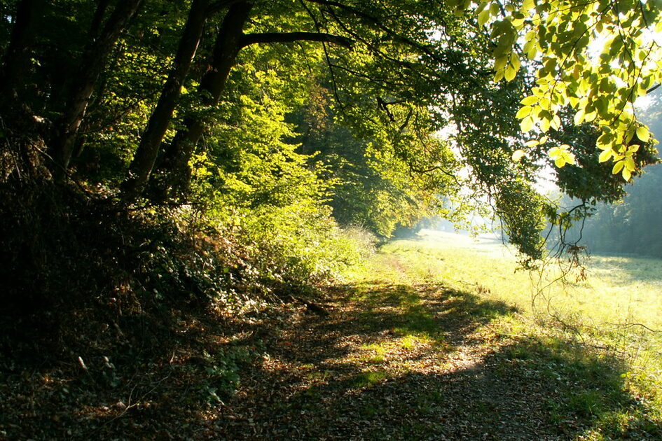Waldrand mit einem Weg mit überhängenden Ästen der Bäume, Wiese und im Hintergrund Sonne.