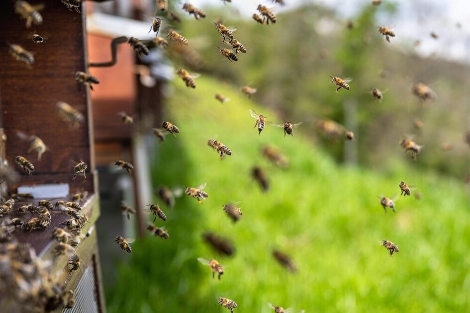 Honey bees flying in and out of the hive. A green meadow can be seen blurred in the background.
