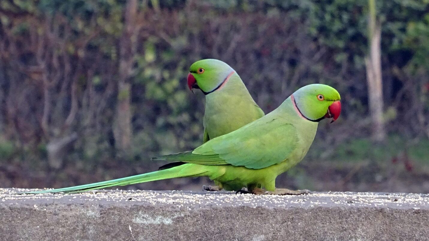 zwei grüne Papageien mit rotem Schnabel sitzen auf einer Mauer.