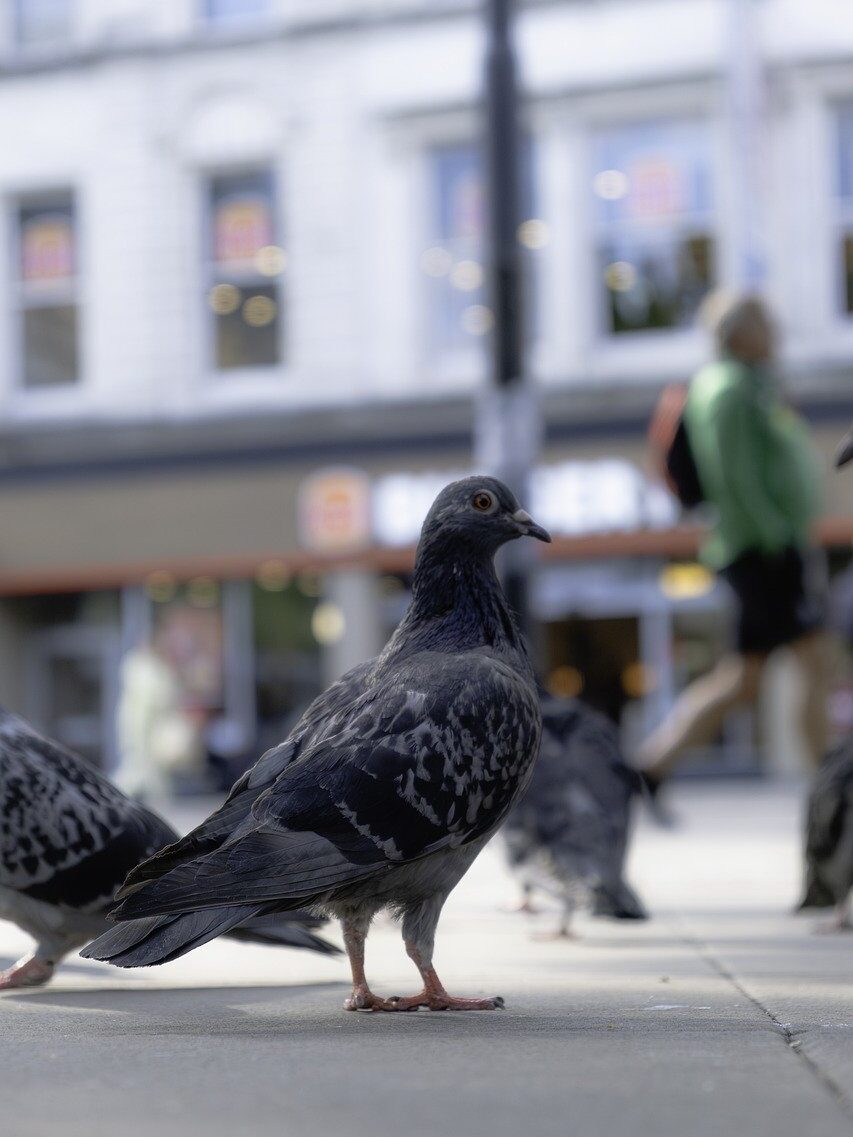 Eine Taube steht in einer Fußgängerzone auf einem Steinpflaster, der Hintergrund ist verschwommen, zu sehen sind weitere Tauben, eine Person mit grünem Oberteil, Rucksack und kurzer Hose sowie eine weiße Hausfassade.