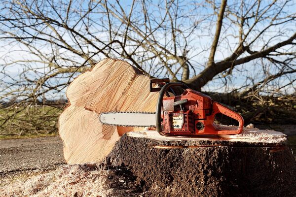 Une tronçonneuse sur une souche sciée, l'arbre abattu est à côté.