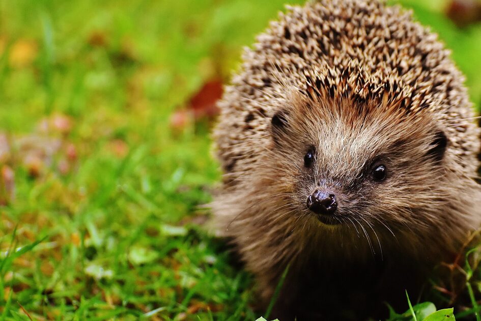 Eine Frontalaufnahme eines Igels auf einer grünen Wiese