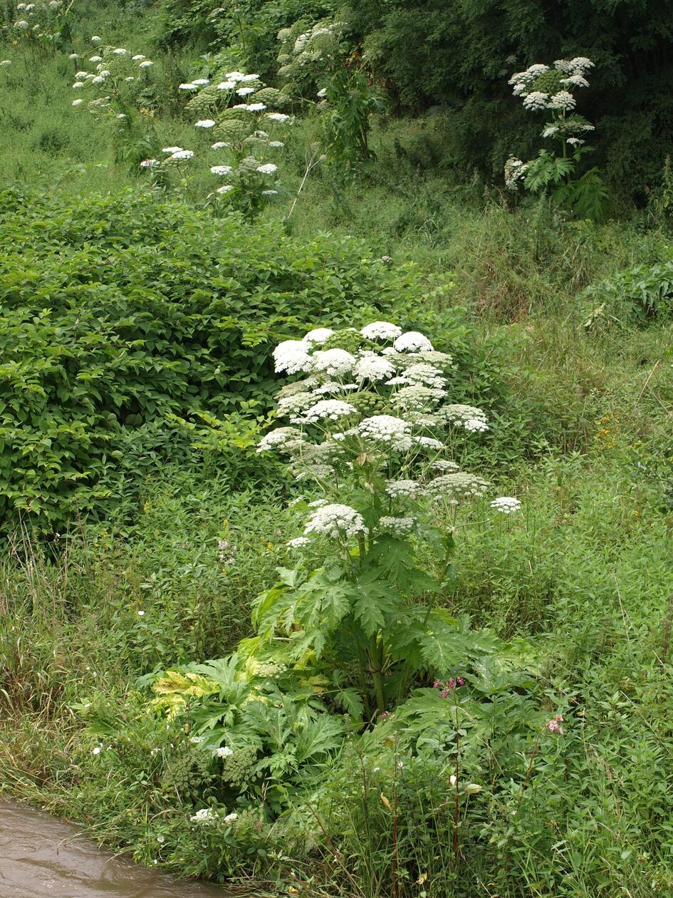 Πολυετές ποώδες φυτό με λευκά ομπρελοειδή άνθη σε πράσινο, άγριο περιβάλλον κοντά σε νερό