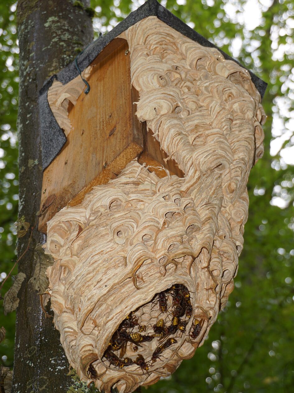 Ein Hornissennest von unten, in einem Nistkasten aus Holz an einem Baum.