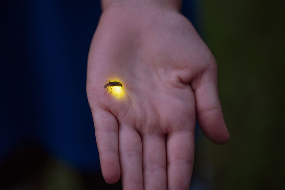 Ein leuchtender Käfer auf einer offenen Handfläche vor dunklem Hintergrund