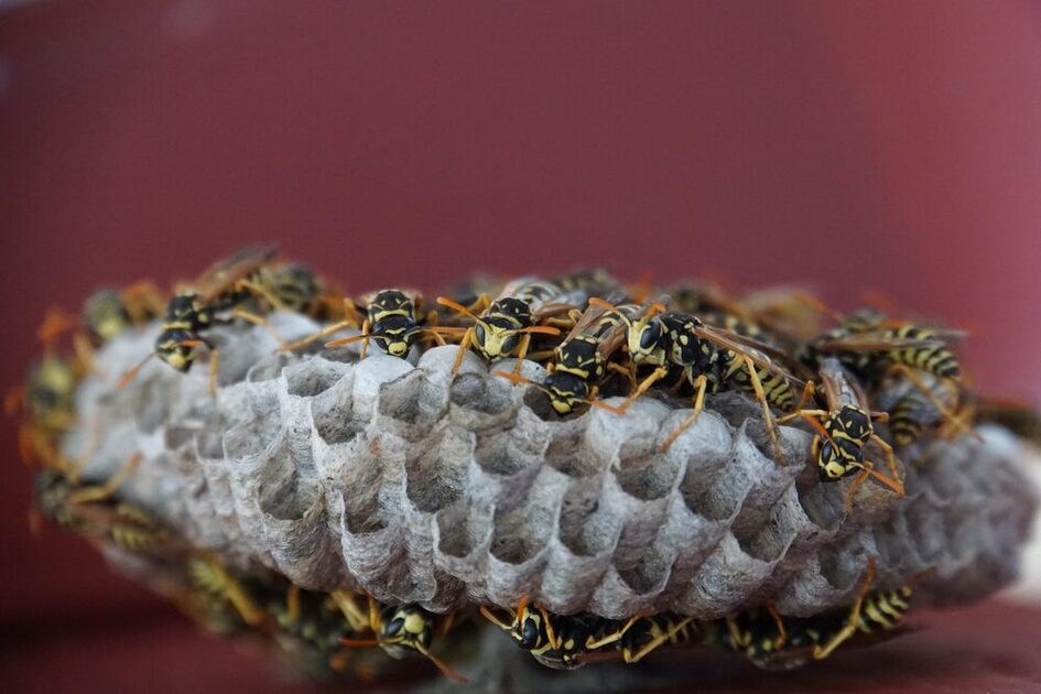 Wespennest mit offenen Waben, darauf sitzen oben und unten viele Wespen. Der Hintergrund ist weinrot.