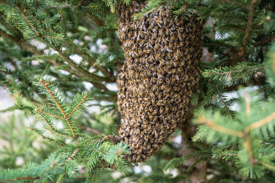 A swarm of bees hanging funnel-shaped in a coniferous tree.
