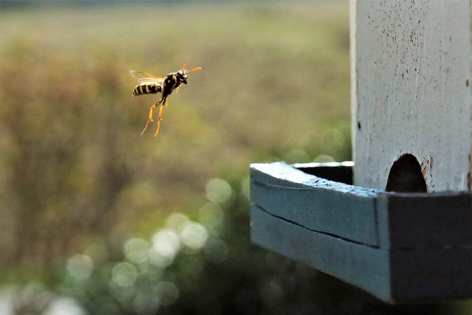Eine Wespe mit hängenden Beinen im Flug, der Hintergrund ist unscharf, sie fliegt auf einen Holzkasten mit einer halbrunden Öffnung zu.