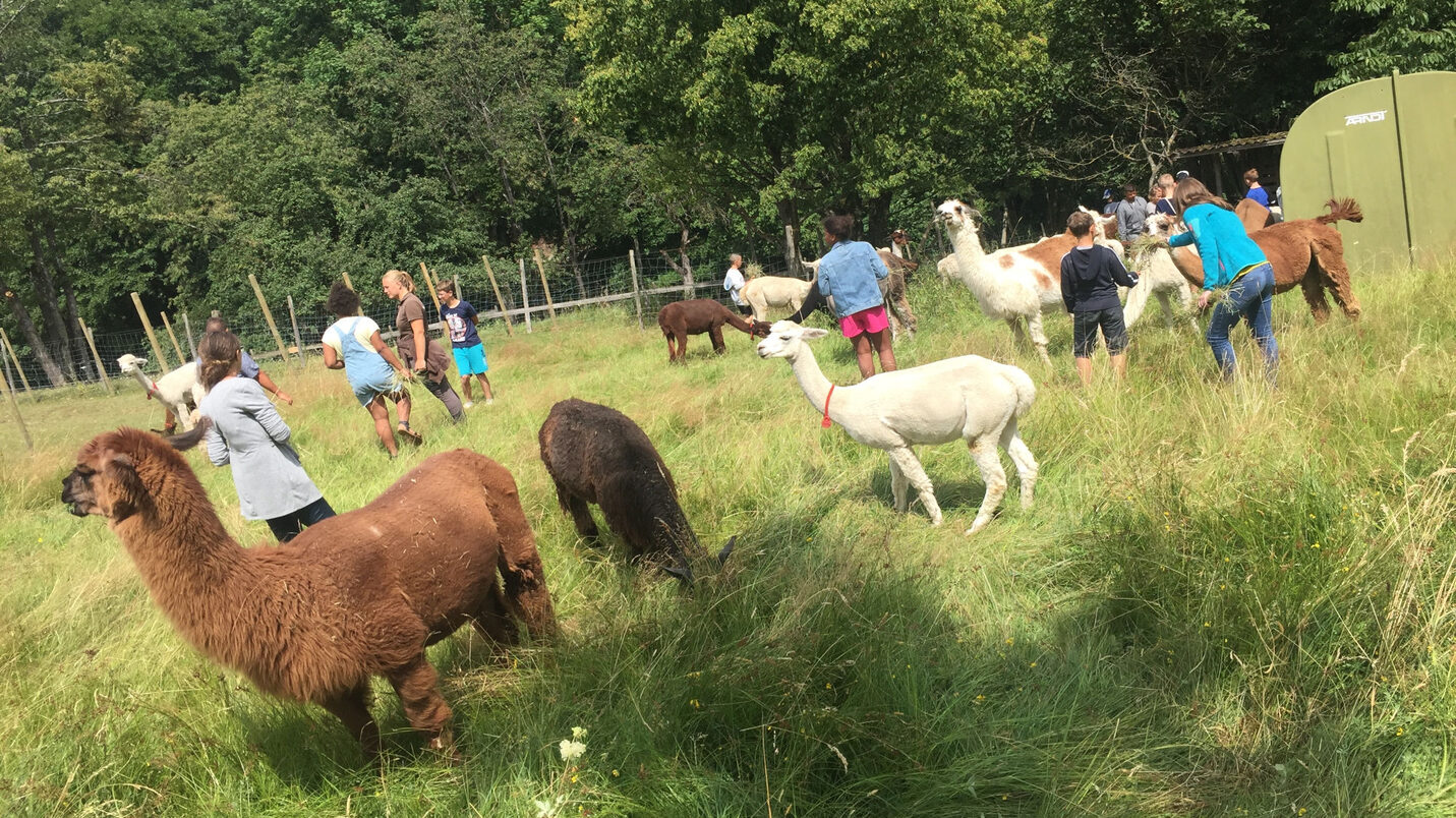 Kinder und Lamas stehen auf einer grünen Wiese.