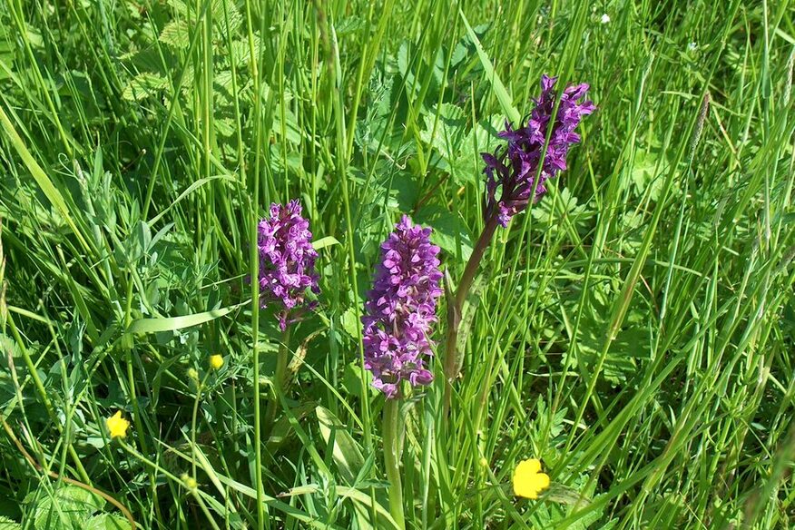 Die lilablühende Orchidee Breitblättriges Knabenkraut inmitten von grünen Gräsern und kleinen gelben Hahnenfußblüten.