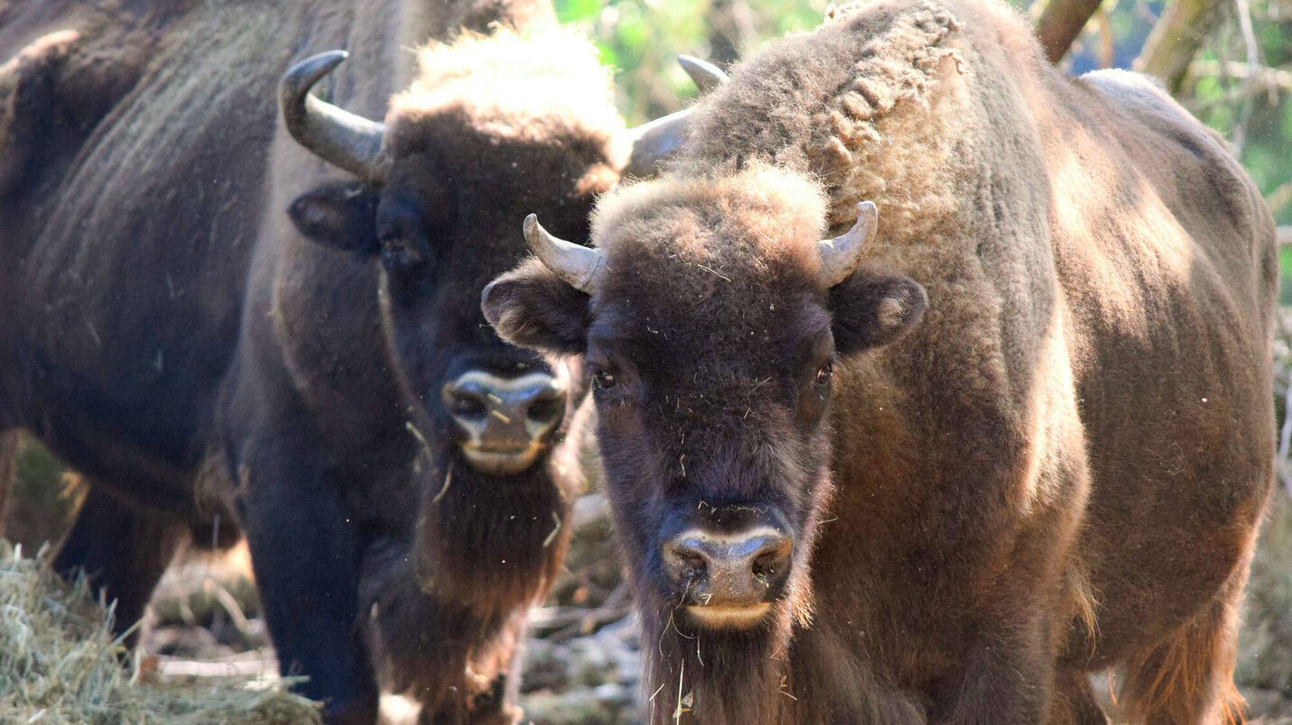 يعيش ثلاثة من ثيران البيسون في التدرج